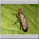 Coremacera marginata - Hornfliege 01a.jpg